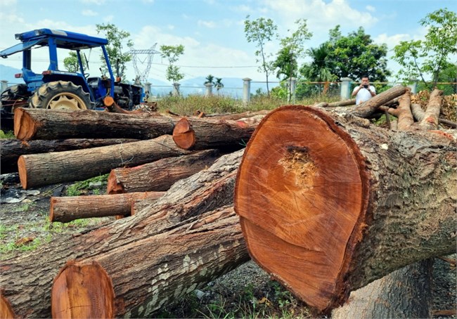 Cải tạo vỉa hè, chặt hạ 17 cây sao đen 15 năm tuổi (18/5/2023)